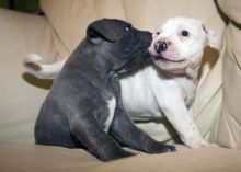 STAFFORDSHIRE BULL TERIER PUPS