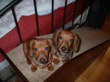 Wonderful Mini Dachshunds