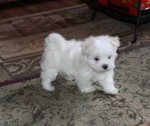 2 Cute AKC Maltese Puppies