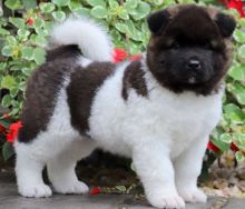 Akita puppies ready for rehoming