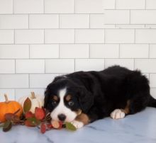 Bernese Mountain puppies, (boy and girl)