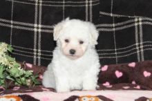 Bichon Frise,2 left.