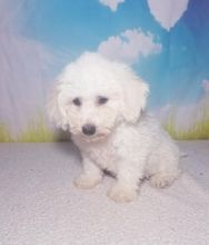 Bichon Frise puppies