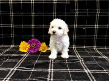 Bichon Frise puppies ready for adoption