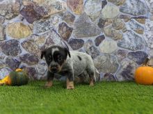 Blue Heeler puppies, (boy and girl)