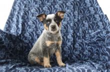 Blue Heelers,2 left.