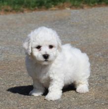 CBCA Bichon Frise puppies