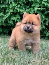 CBCA Chow Chow puppies