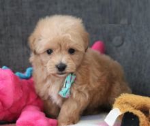 CBCA Maltipoo puppies