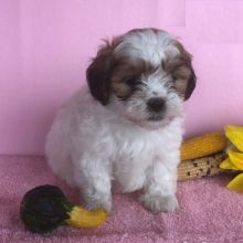 CBCA Shih-poo puppies