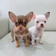 Charming male and female Chihuahua pups for adoption.