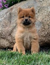 Chow Chow puppies, (boy and girl)