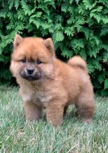 Chow Chow puppies ready for adoption