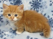 Cute Munchkin kittens