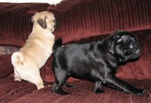 Fantastic Pug Puppies Available