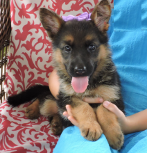 German Shepherd puppies