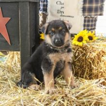 German Shepherd puppies, (boy and girl)