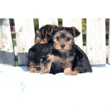 Healthy Yorkshire Terreier Puppies