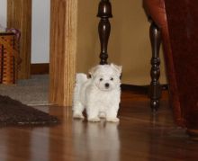 Intelligent Maltese Pups **FREE** Adoption