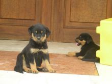 Male and female Rottweiler puppies for pet lovers.