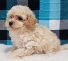 Maltipoo puppies ready for adoption