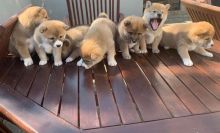 Shiba Inu puppies 3 male and 5 females available for adoption