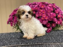 Shih-poo puppies