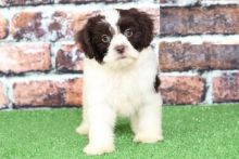 Shih-poo puppies, (boy and girl)