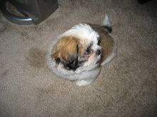 Shih Tzu Pups for Sale