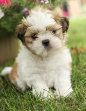 Shih Tzus,2 left.