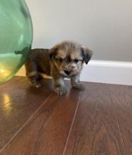 Shorkie puppies