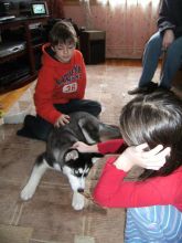 Siberian Husky Puppies for Adoption