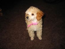 TOY POODLE PUPPIES