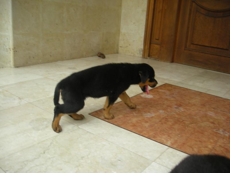 Adorable Rottweiler Pups Image eClassifieds4u