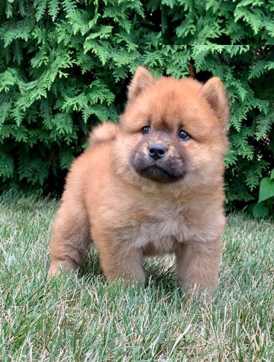CBCA Chow Chow puppies Image eClassifieds4u