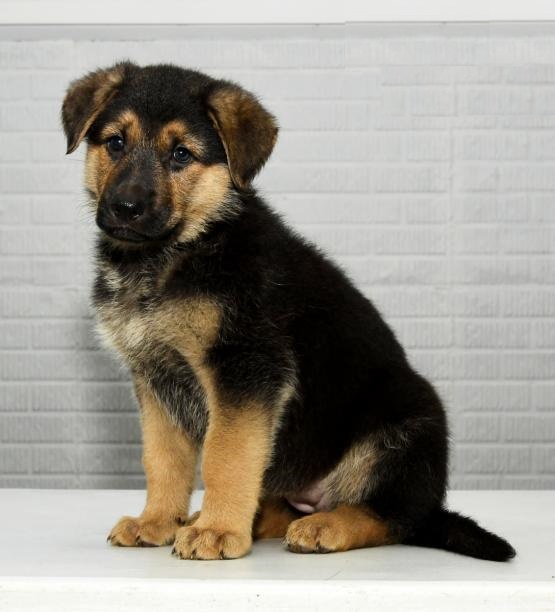 CBCA German Shepherd puppies Image eClassifieds4u