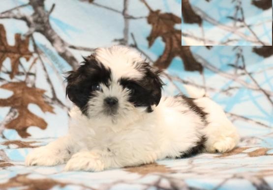 CBCA Shih Tzu puppies Image eClassifieds4u