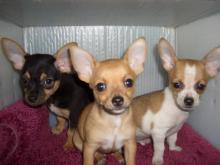 Charming male and female Chihuahua pups for adoption. Image eClassifieds4u