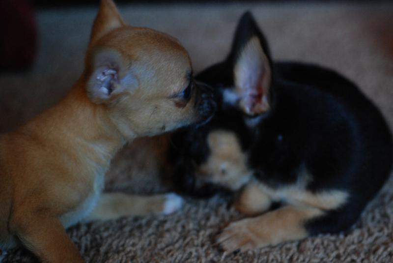 Chihuahua Puppy Image eClassifieds4u