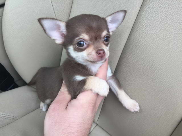 Excellent Chihuahua Puppies for adoption Email US (christjohnson204@gmail.com ) Image eClassifieds4u