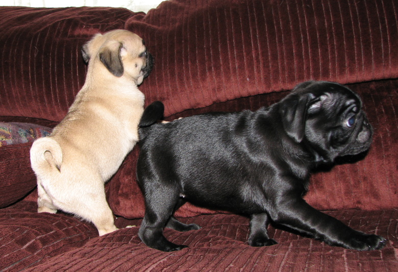 Fantastic Pug Puppies Available Image eClassifieds4u