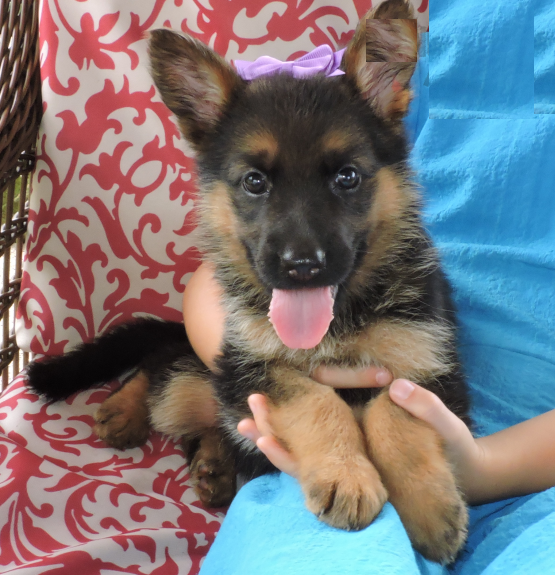 German Shepherd puppies Image eClassifieds4u