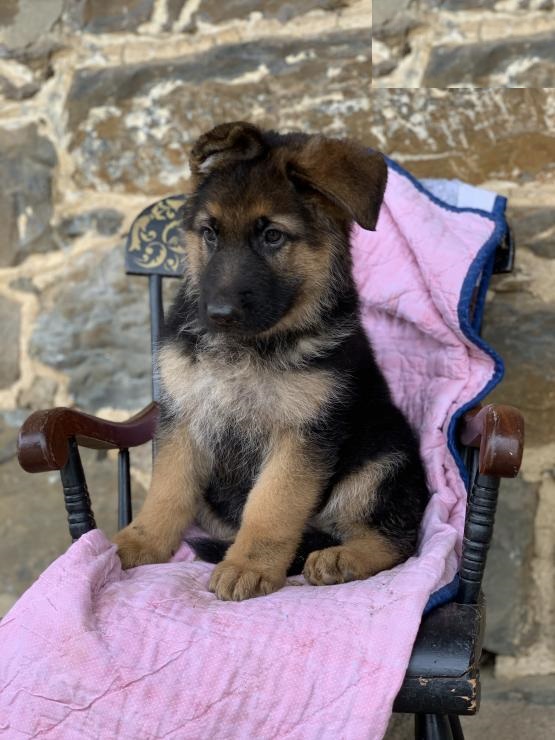 German Shepherd puppies ready for adoption Image eClassifieds4u