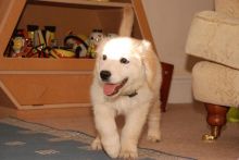 GOLDEN RETRIEVER PUPPIES Image eClassifieds4U