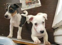 Gorgeous Jack Russell Puppies Image eClassifieds4U