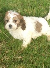 King Charles Spaniel Male and Female For Sale Image eClassifieds4U
