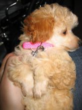 MINIATURE POODLES PUPPIES Image eClassifieds4U