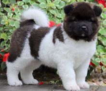 Akita puppies ready for rehoming Image eClassifieds4u 1