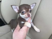Excellent Chihuahua Puppies for adoption Email US (christjohnson204@gmail.com ) Image eClassifieds4U