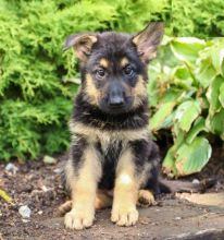 German Shepherds,2 left. Image eClassifieds4U